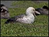 south_giant_petrel_126500