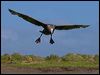 south_giant_petrel_126511