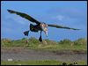 south_giant_petrel_126512