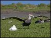 south_giant_petrel_126518