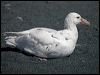 south_giant_petrel_126562