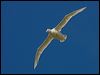 south_giant_petrel_126605