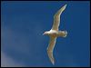 south_giant_petrel_126606