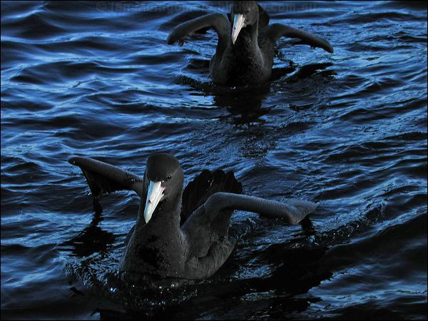 Southern Giant Petrel both_giant_petrel_03502.psd