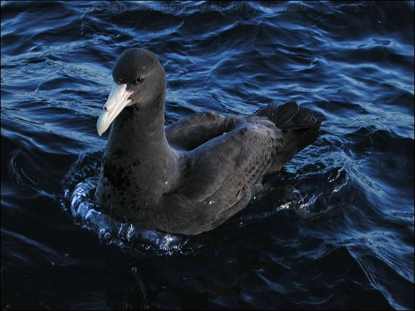 Southern Giant Petrel south_giant_petrel_03501.psd