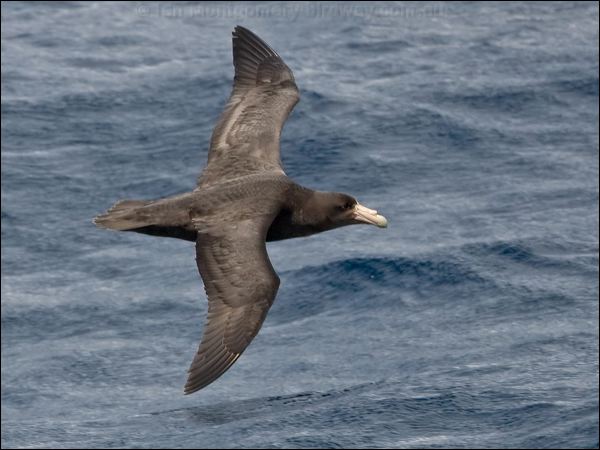 Southern Giant Petrel south_giant_petrel_123566.psd
