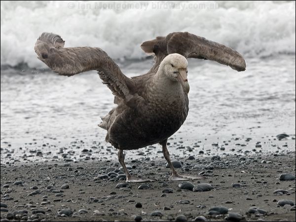 Southern Giant Petrel south_giant_petrel_126080.psd