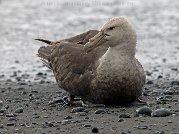 Southern Giant Petrel south_giant_petrel_126085.psd