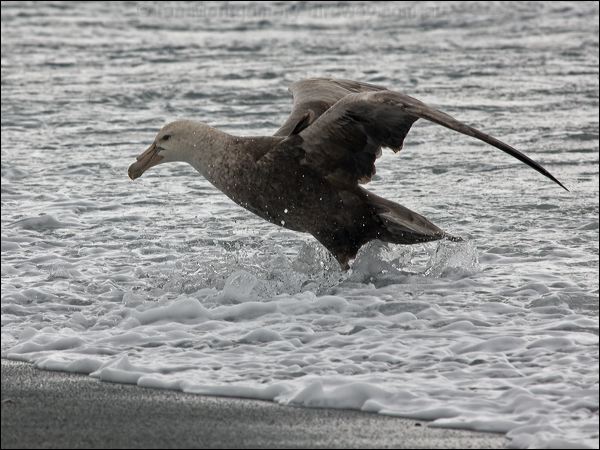 Southern Giant Petrel south_giant_petrel_126090.psd