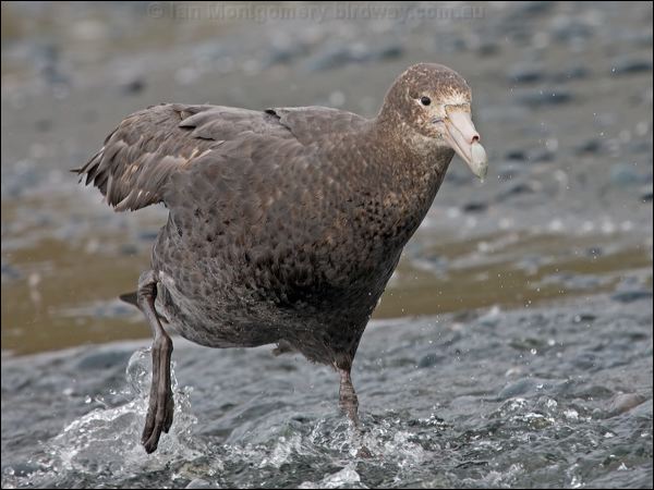 Southern Giant Petrel south_giant_petrel_126155.psd