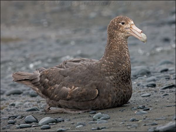 Southern Giant Petrel south_giant_petrel_126161.psd