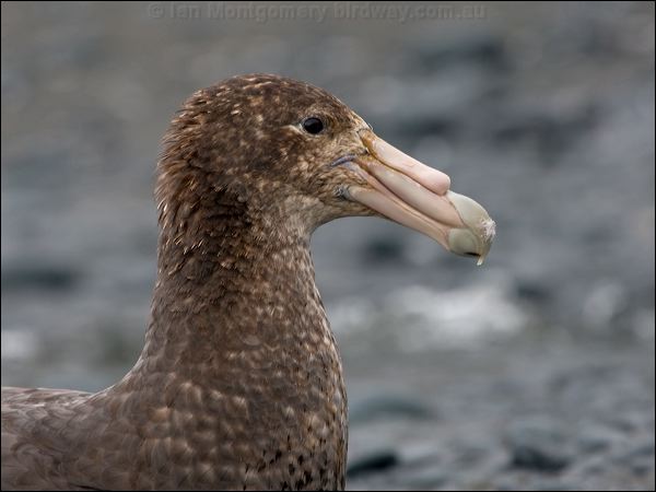 Southern Giant Petrel south_giant_petrel_126163.psd