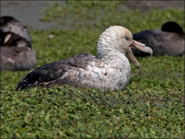 Southern Giant Petrel south_giant_petrel_126500.psd