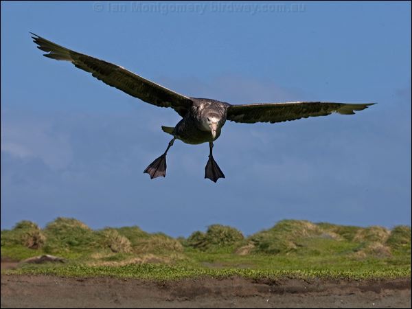 Southern Giant Petrel south_giant_petrel_126511.psd