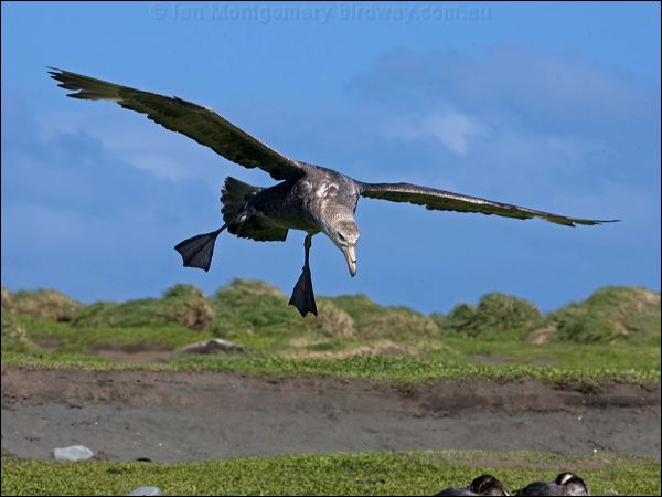 Southern Giant Petrel south_giant_petrel_126512.psd