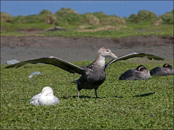 Southern Giant Petrel south_giant_petrel_126518.psd