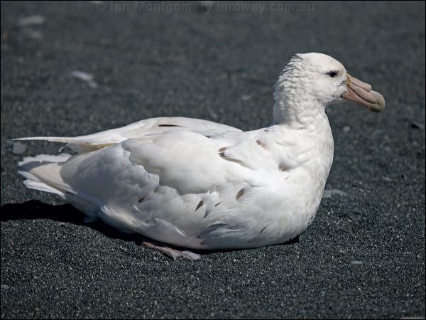 Southern Giant Petrel south_giant_petrel_126562.psd