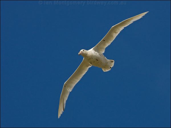 Southern Giant Petrel south_giant_petrel_126605.psd