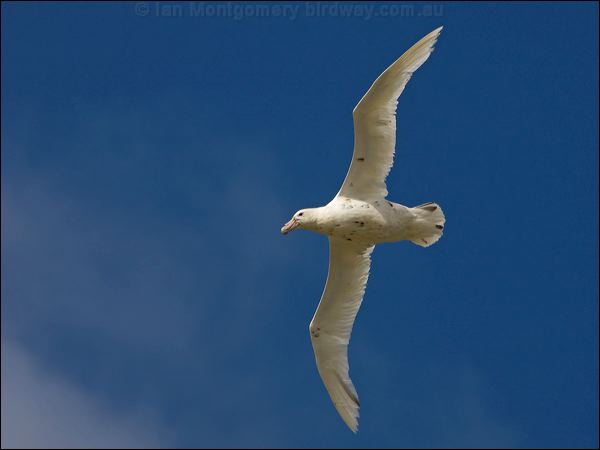 Southern Giant Petrel south_giant_petrel_126606.psd