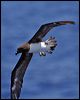 tahiti_petrel_46125