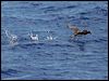 tahiti_petrel_46167