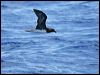 tahiti_petrel_46186