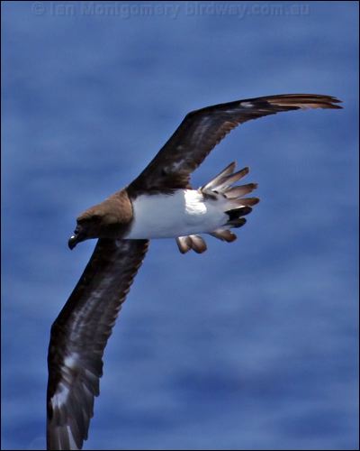 Tahiti Petrel tahiti_petrel_46125.psd