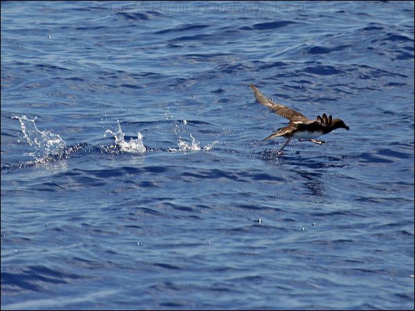 Tahiti Petrel tahiti_petrel_46167.psd