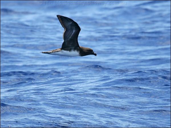 Tahiti Petrel tahiti_petrel_46186.psd