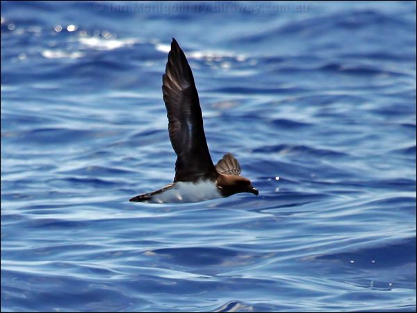 Tahiti Petrel tahiti_petrel_46207.psd
