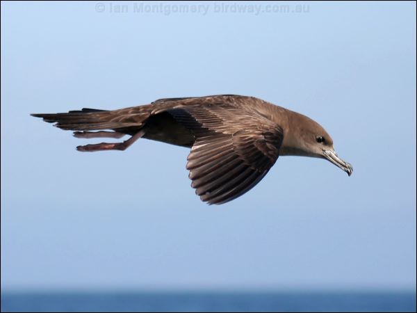 Wedge-tailed Shearwater wedgetail_shearwater_43646.psd