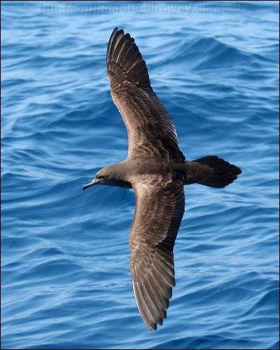 Wedge-tailed Shearwater wedgetail_shearwater_43851.psd