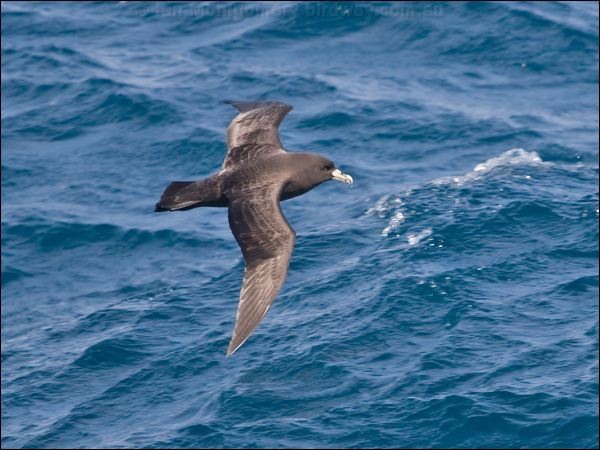 White-chinned Petrel white_chin_petrel_124808.psd