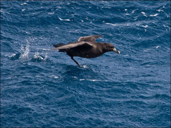 White-chinned Petrel white_chin_petrel_124949.psd