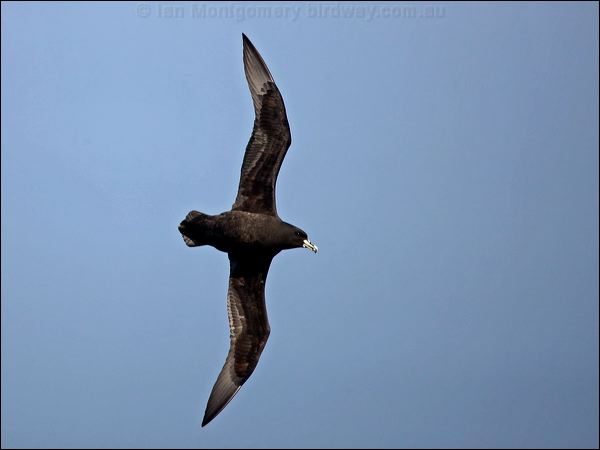 White-chinned Petrel white_chin_petrel_125009.psd