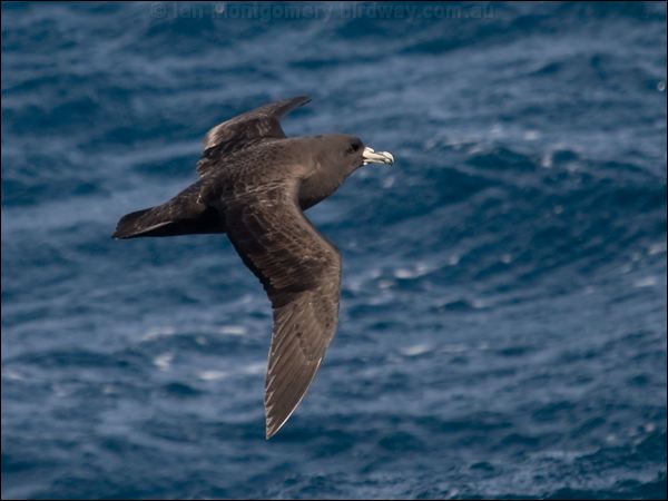 White-chinned Petrel white_chin_petrel_125011.psd