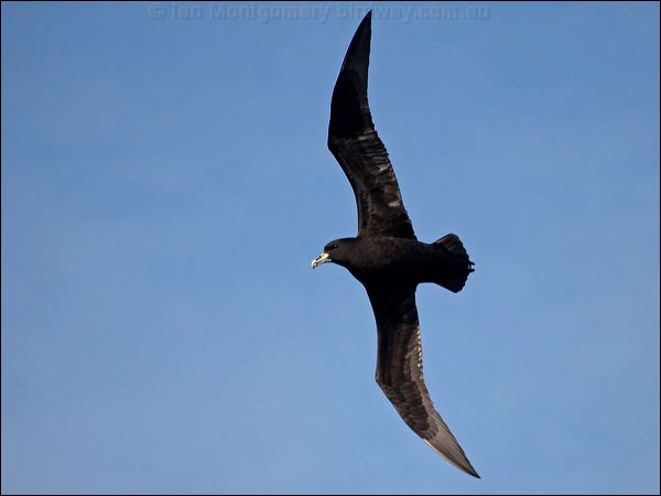 White-chinned Petrel white_chin_petrel_125126.psd