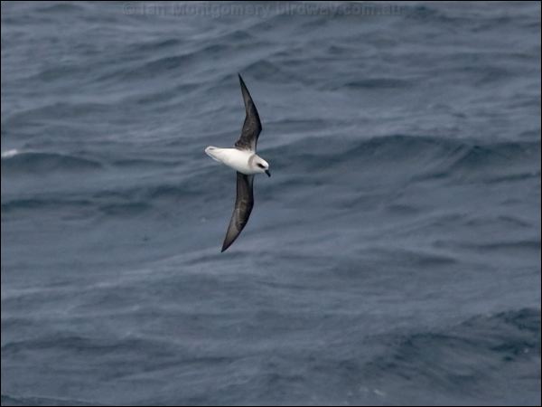 White-headed Petrel white_head_petrel_127316.psd