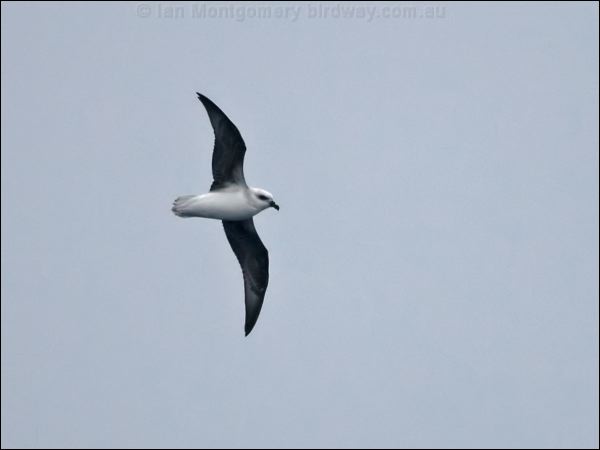 White-headed Petrel white_head_petrel_127382.psd