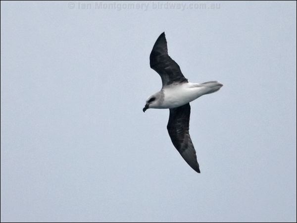 White-headed Petrel white_head_petrel_127542.psd