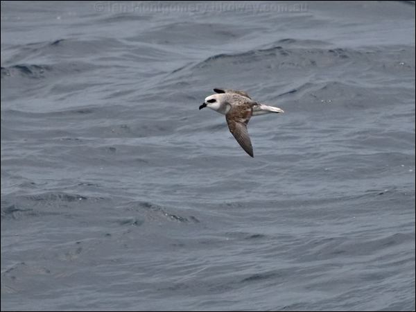 White-headed Petrel white_head_petrel_127633.psd