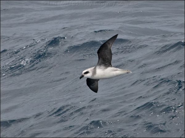 White-headed Petrel white_head_petrel_127637.psd