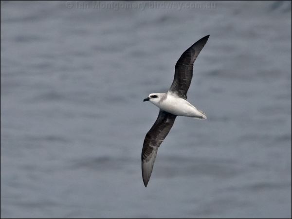 White-headed Petrel white_head_petrel_127642.psd