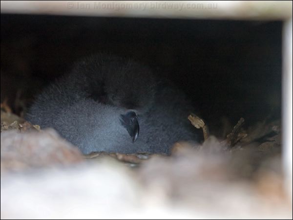 White-necked Petrel white_necked_petrel_141051.psd