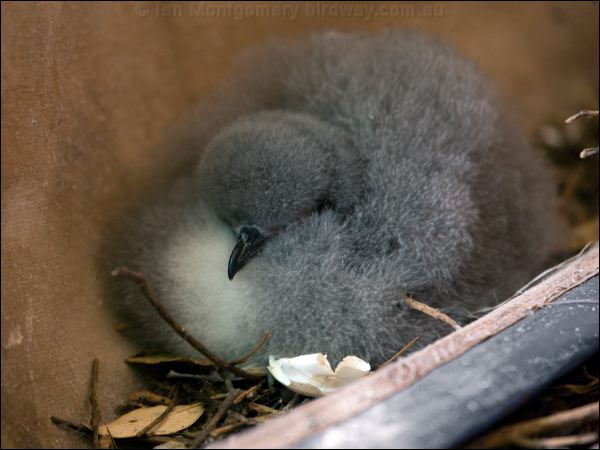White-necked Petrel white_necked_petrel_141066.psd