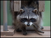 northern_raccoon_67848