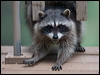 northern_raccoon_67849