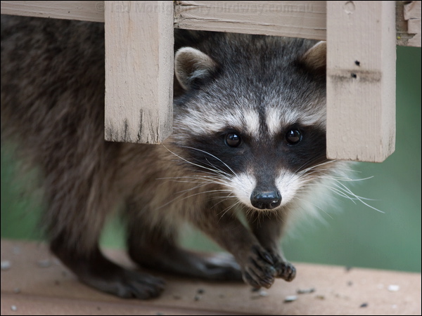 Northern Raccoon northern_raccoon_67842.psd
