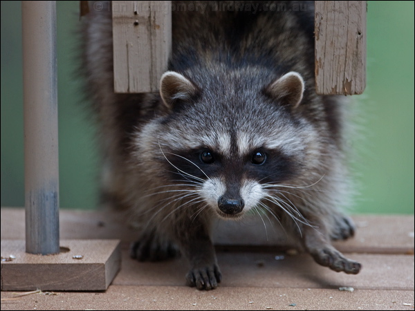 Northern Raccoon northern_raccoon_67848.psd