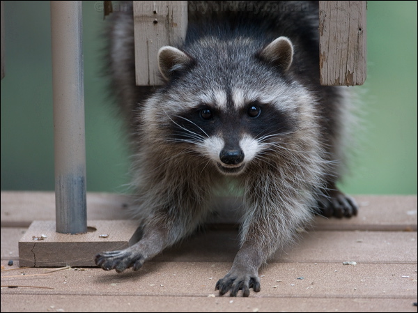 Northern Raccoon northern_raccoon_67849.psd